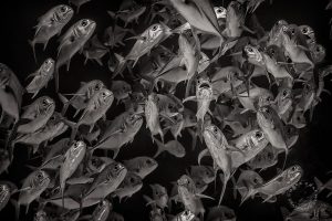 School of Horse-Eyed Jacks, Bloody Bay Wall, Little Cayman island