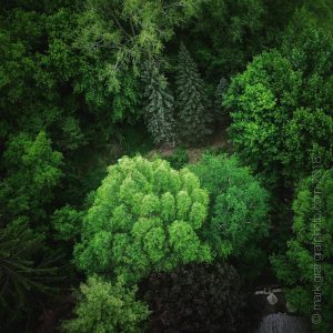 backyard tree canopy