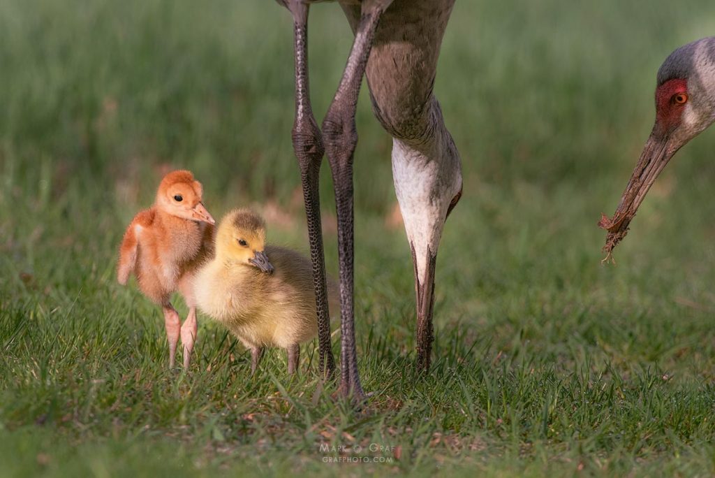 sandhill crane with adopted gosling Michigan