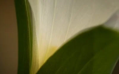 Looking at Trillium in different ways