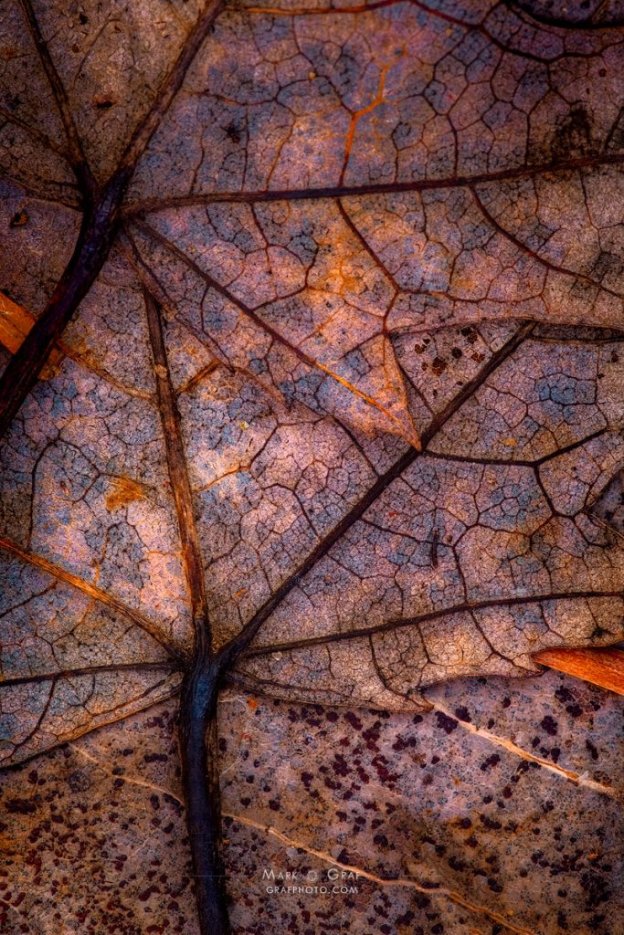leaf art