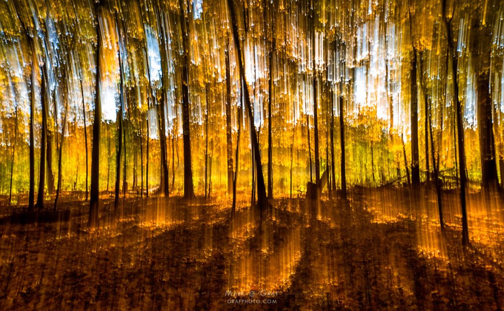 Autumn Forest Spirits