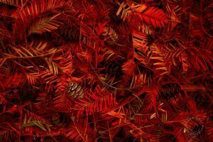 Dawn Redwood needles and cones
