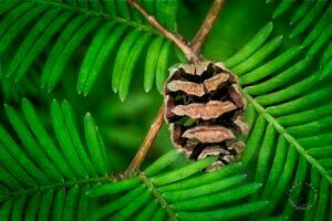 Metasequoia Dawn Redwood cone and branch