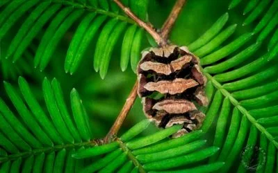Dawn Redwood cones