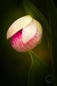 Showy lady's slipper (Cypripedium reginae) Michigan orchids