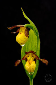 Yellow Lady's Slippers (Cypripedium parviflorum) Michigan