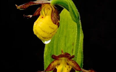 Michigan wild native orchids