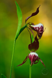 photo of Michigan native orchid Ram's head Lady Slipper Ram's head lady's slipper (Cypripedium arietinum) Michigan
