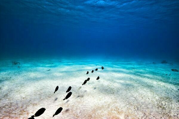 an ocean with no reefs - coral reefs are threatened by climate change Bonaire