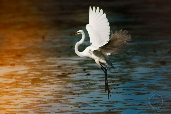 great egret flying photo
