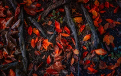Strong Roots