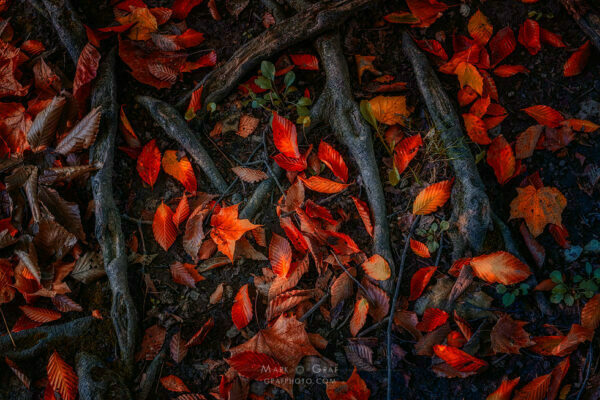 strong roots