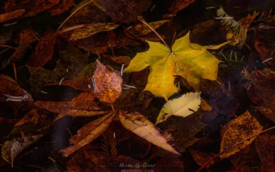 After the leaves fall