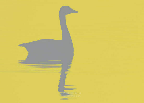 ultimate gray goose vodka - color of the year 2021