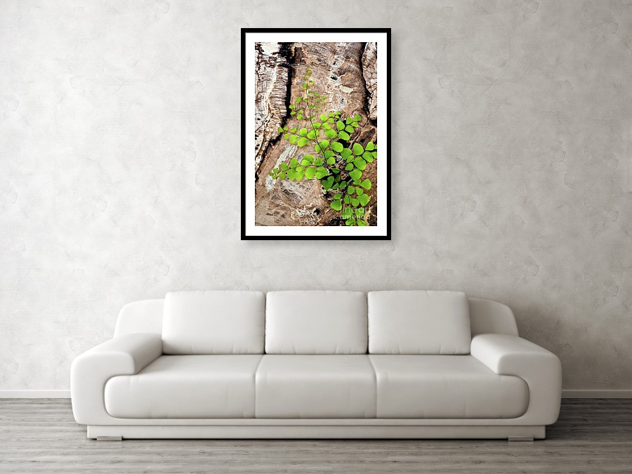 nature wall art nature prints