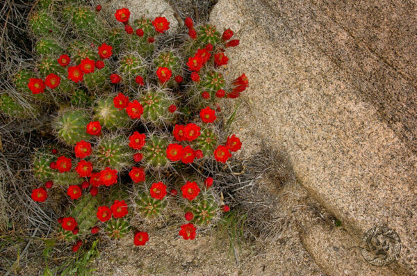 claret cup catus photos at Joshua Tree National Park California