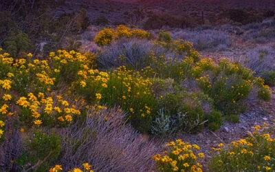 Forgetting Joshua Tree National Park