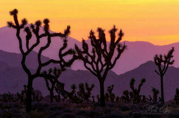 Joshua Trees at Joshua Tree National Park in California landscape photo