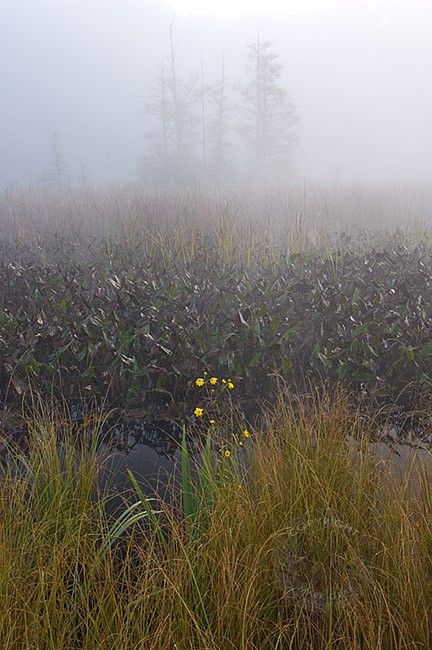 calla burr nature preserve in Michigan