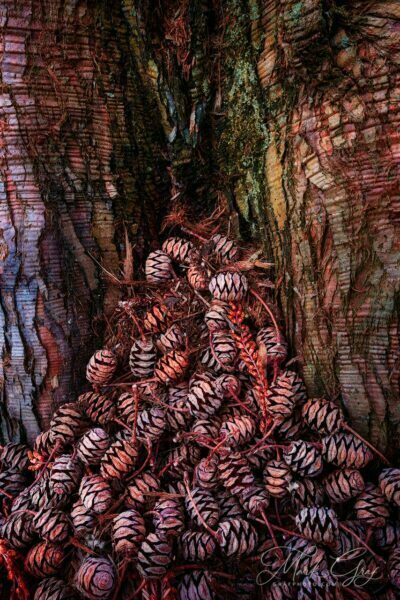 Dawn Redwood tree cones and buttress
