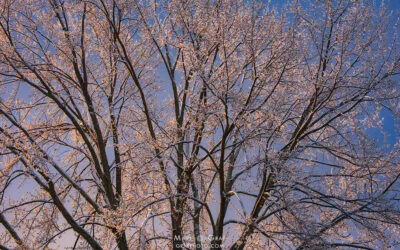 Morning Light on Snow-Covered Cottonwood