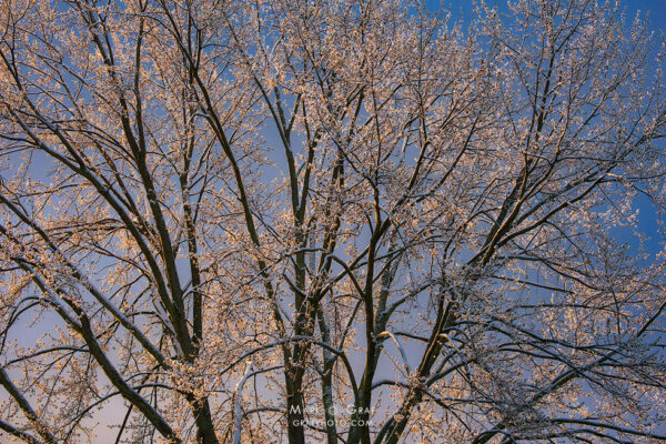 eastern cottonwood tree