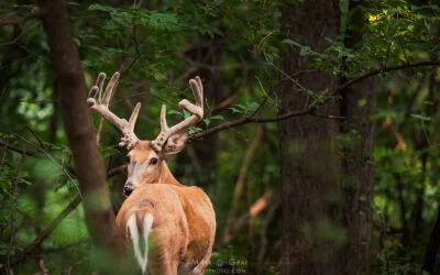 White-Tailed Buck 10-point
