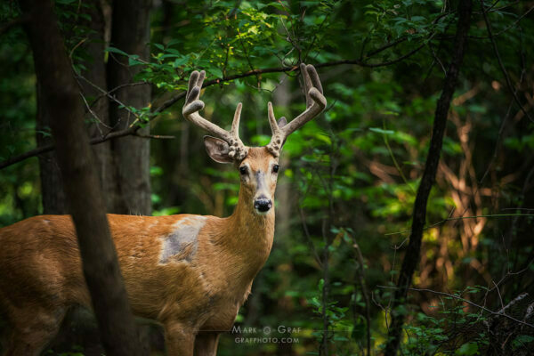 white-tailed buck photo 10 point