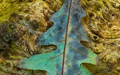 Silent Sunday: Leaf and Log