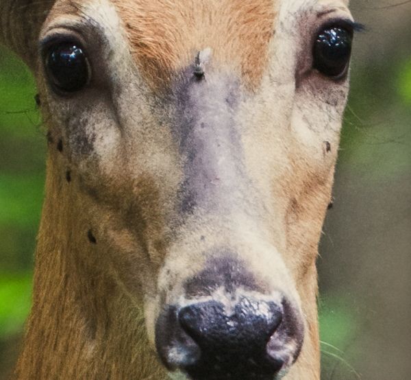 mosquitoes on deer's face