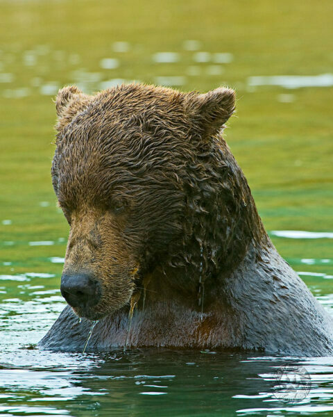 coastal brown bear portrait