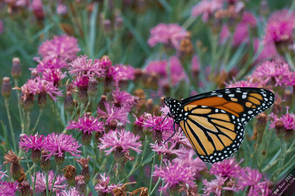 Monarch butterfly at Oudolf Garden Detroit on Belle Isle