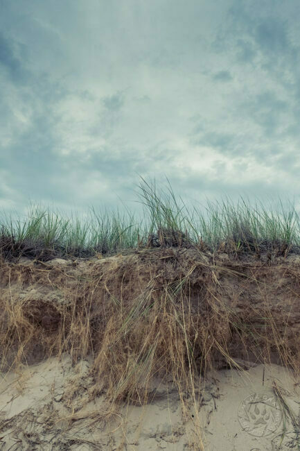 Great Lakes shoreline erosion and beach grass