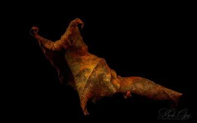 Leaf Creatures, part three