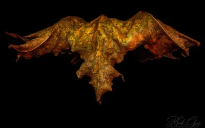 Leaf Creatures