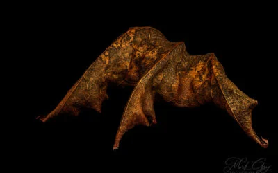 Leaf Creatures, part two