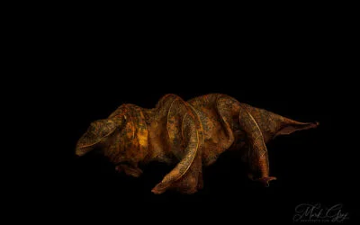 Leaf Creatures, part four