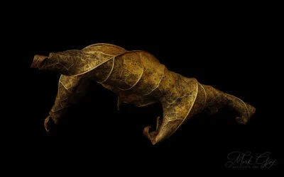 Leaf Creatures, part five