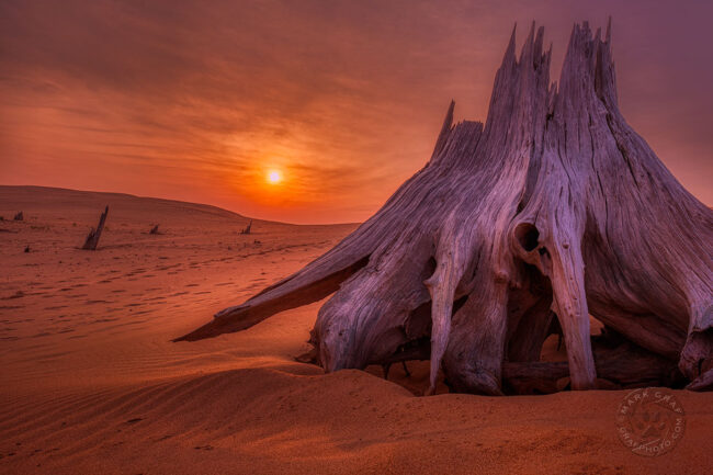 silver lake dunes driftwood Michigan