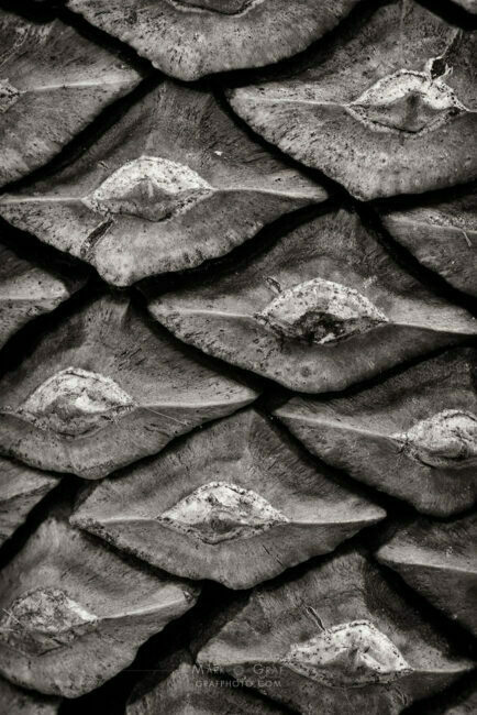 conifer cone pattern abstract nature photo
