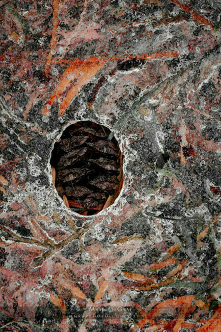 Rembrant color palette in photographs