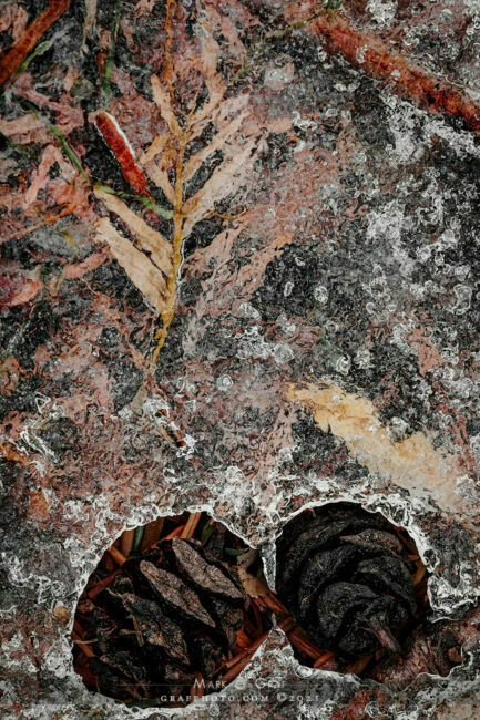 ice pockets with dawn redwood cones