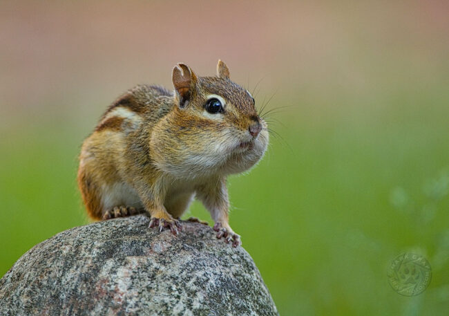 Chipmunks are squirrels too