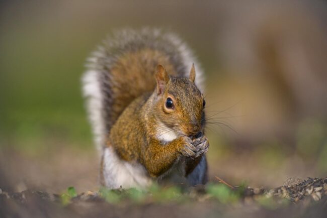 Sciurus carolinensis - Eastern Grey Squirrel