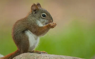 Squirrel Appreciation Day (Chipmunks too!)