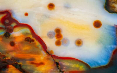 Polka Dot Agate from Oregon
