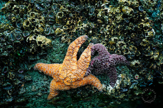 sea stars and barnacles photo