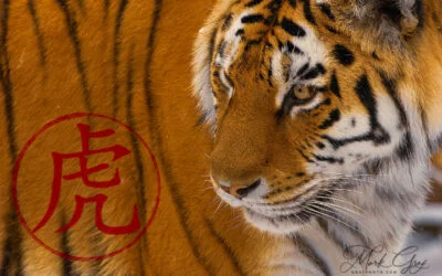 Year of the Tiger