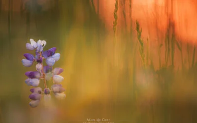 Atmospheric photographs